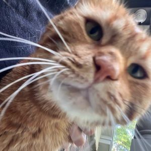 Meet your Posher, Ava